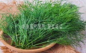 Семена за вкусен Копър подходящ за отглеждане у дома