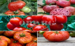 5 Броя Различен Сорт Разсад за Вкусни Домати за Балкон или Градина