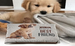 Мека Кучешка Възглавница Dogs Are The Perfect Best Friends
