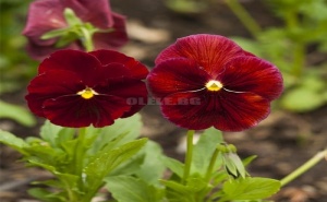 Семена за Червена Виола