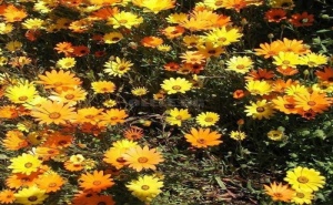 Семена за Диморфотека (Африканска Маргаритка)