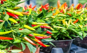 Семена за Декоративен Пипер