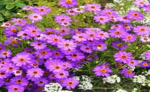 Семена за Брахикома