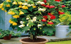 Семена за Абутилон (Стаен Клен)