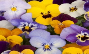 Семена за Виола Микс