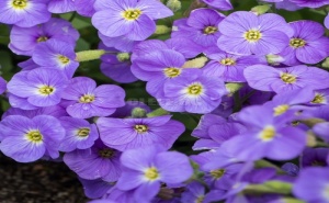 Семена за Аубриета