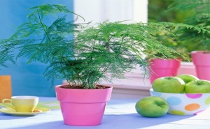 Семена за Аспарагус