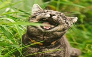 Семена за Котешка Трева