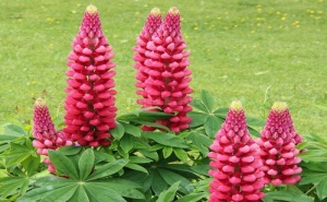 Семена за Лупина Russell