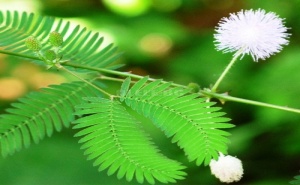 Семена за Мимоза