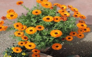 Семена за Кичест Невен