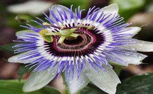 Семена за Пасифлора Синя