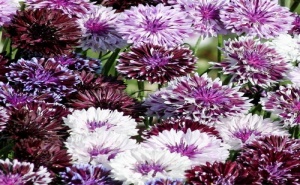 Семена за Синчец (Метличина)