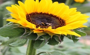 Семена за Слънчоглед