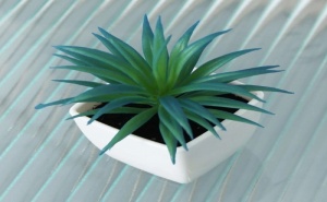 Мини Декоративно Зелено Растение в Саксийка